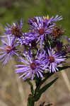 New England aster